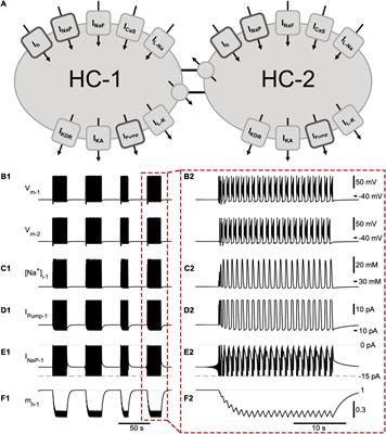 Contributions of h- and Na+/K+ Pump Currents to the Generation of Episodic and Continuous Rhythmic Activities